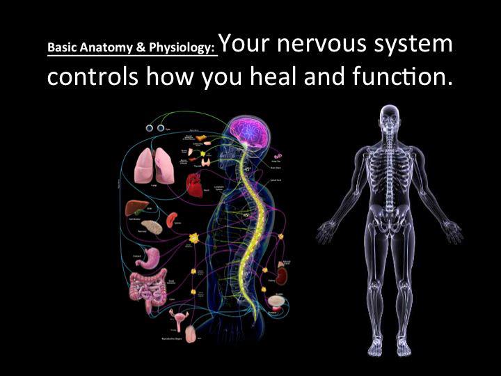 Featured image for “The Nervous System and your health”